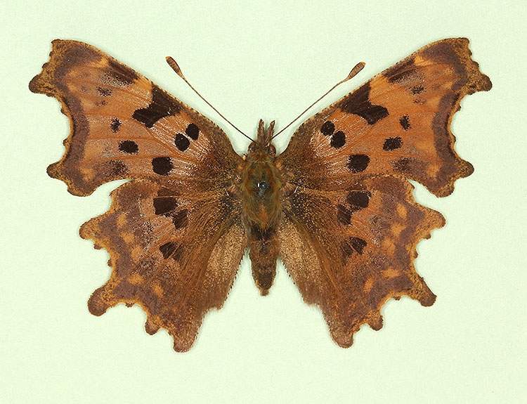 Polygonia c-album male (aberrant form implumis) (Internet Image property of respective owner, non-commercial use only)